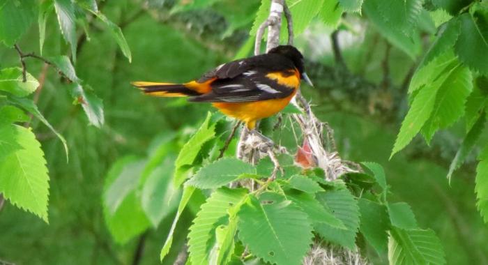 An oriole feeds a chick in a nest.