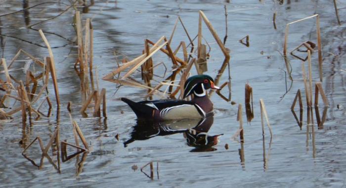 A colorful wood duck drake on top of water.