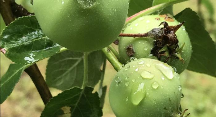 Green apples glisten with morning dew.