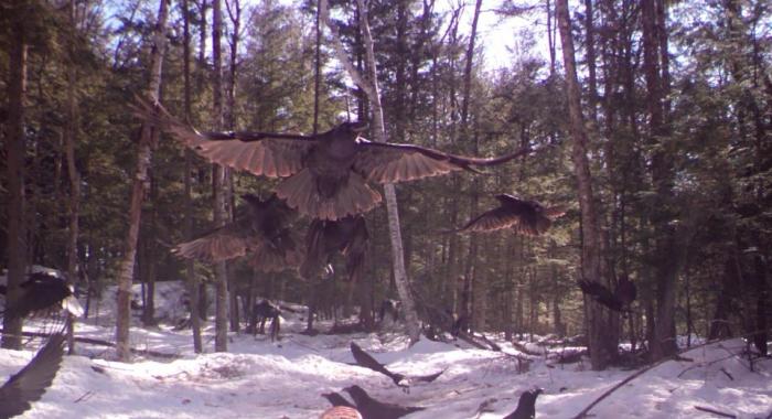 A raven flies above the snow with other birds clammoring.