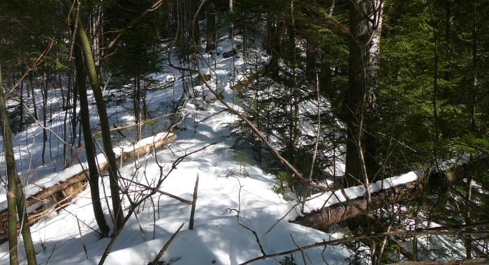 winter forest scene on top of prominent berm