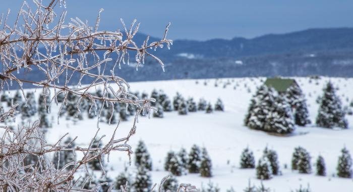 The Rocks tree fields in winter.