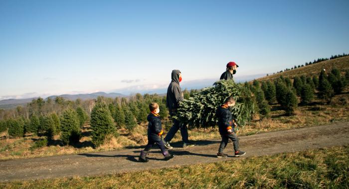 A family carries a freshly cut Christmas tree in from the fields at The Rocks.