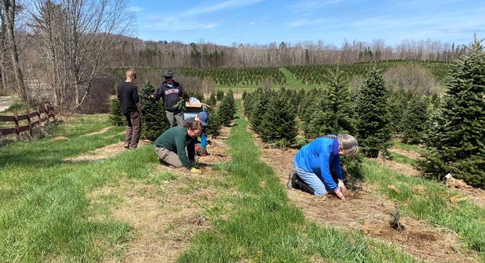 Volunteers plant Canaan fir seedlings by hand.