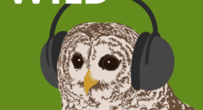 An illustration of an owl in headphones with the word NHPR.