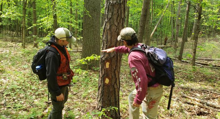 Steve and John, in forester attire, examine a tree in a forest in spring.