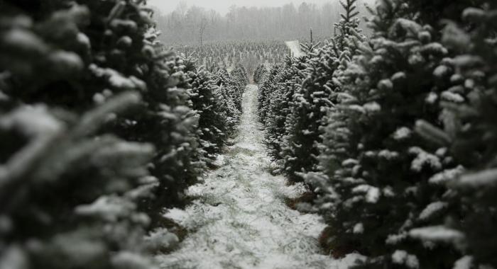 A row of Christmas trees under freshly fallen snow at The Rocks. (Photo: Ryan Smith)