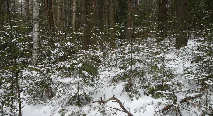 Fresh snow on regenerating softwood trees