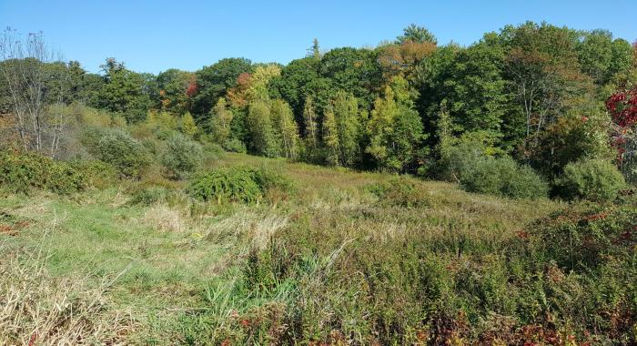 Looking out over a field with forest behind.