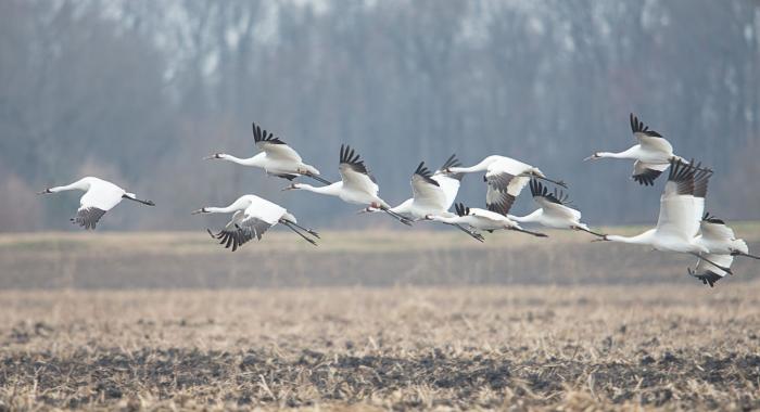 Flock of whooping crane's taking flight off beach.