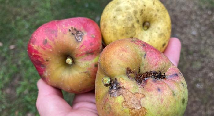 A handful of wild apples with blemishes, and fungal films on skin.