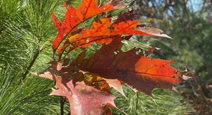 beautiful brown leaves