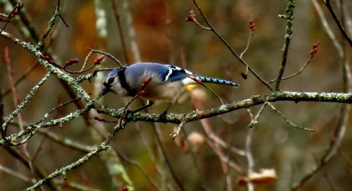 A blue jay in autumn yellow foliage of an alder eating bright green bit of lichen