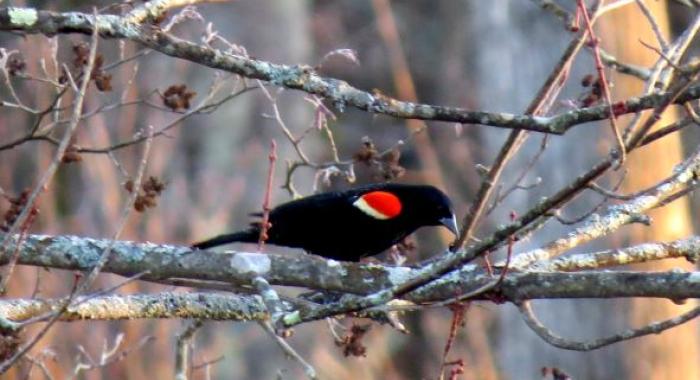 Bright epaulets on wing of black bird perched in maple tree in late winter