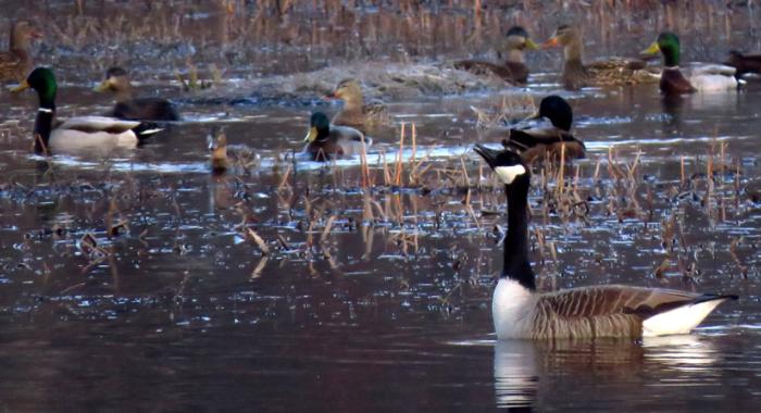 Geese and mallards welcome spring on the floodplain brook