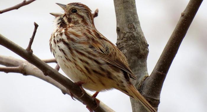 Song Sparrow spring birdsong on a New Hampshire floodplain forest