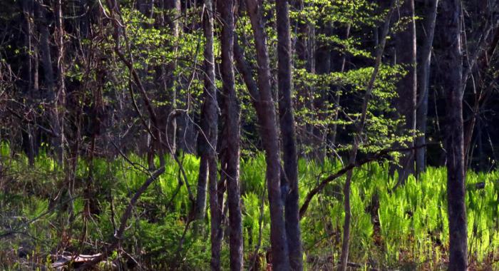 Newly unfurled ferns on the forest floor glow as though the ground were producing its own light. 