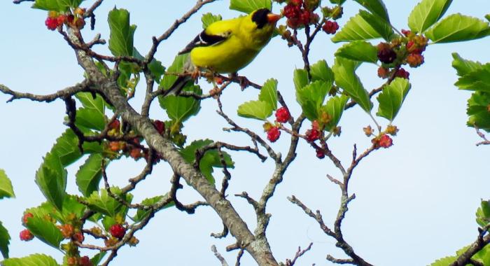 yellow and black goldfinch eating red mulberries against blue sky and green leaves