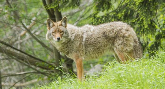 Eastern Coyote