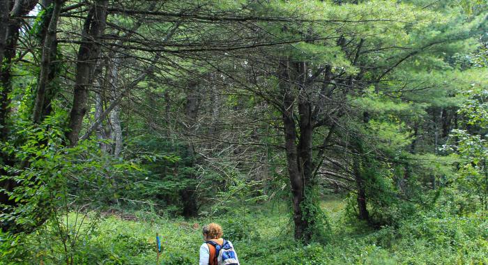 A woman wearing a blue backpack walks through a thicket of vegetation 