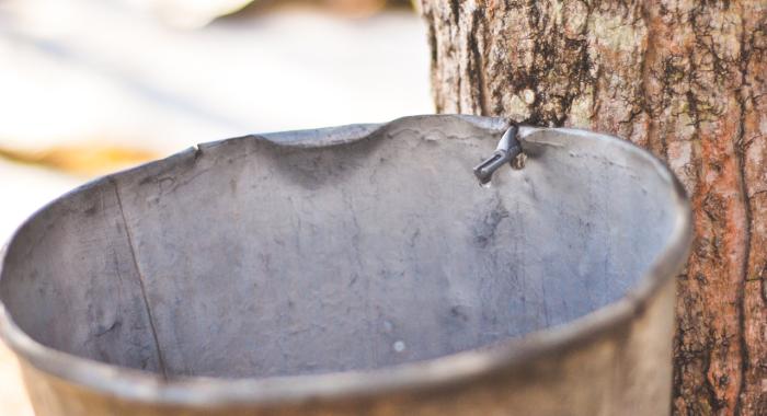 Maple sugaring metal bucket