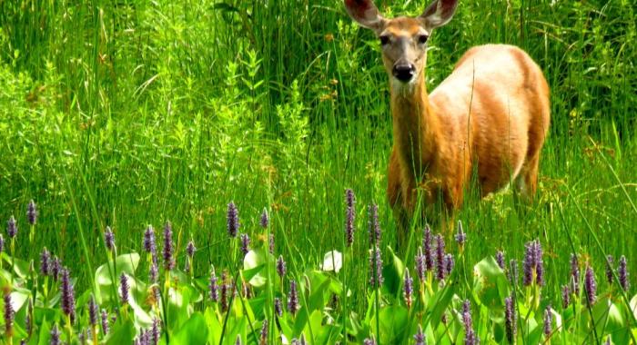 red coat of summer deer doe contrasts green wetlands vegetation