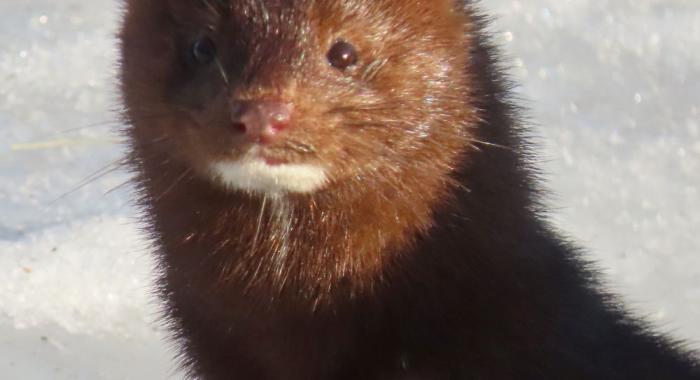 A mink standing on snow looks at the camera.