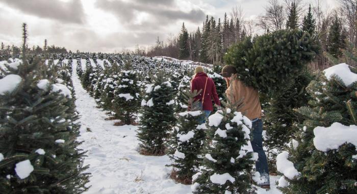 A couple carries their Christmas tree at The Rocks.