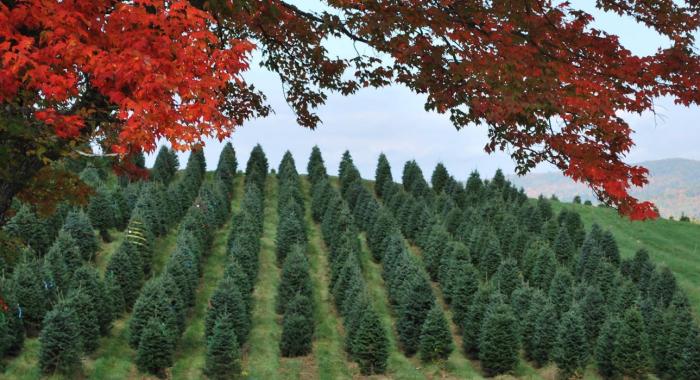 Red maple leaves in foregroud with green rows of Christmas Trees in background