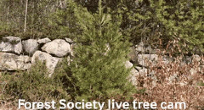 SPNHF Tree Cam link