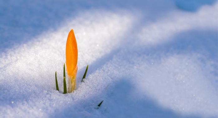 A yellow crocus pokes through the snow.