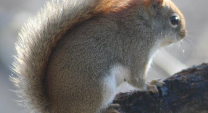 Red squirrel perches on a tree branch 