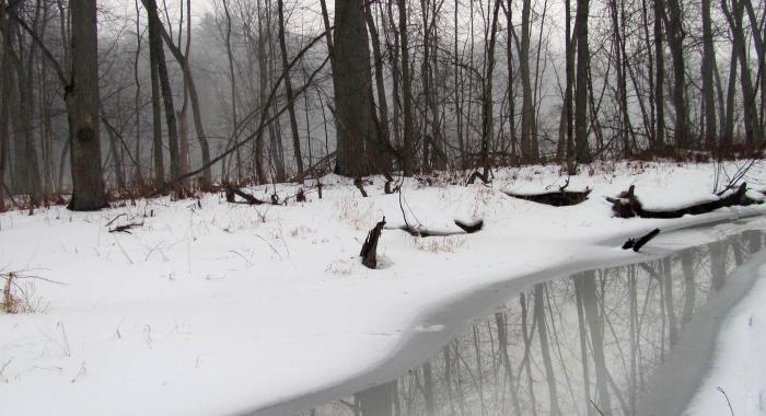 Frozen winter stream with wet trees with sun behind