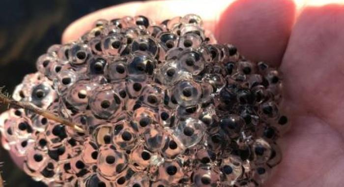 A mass of clear woodfrog eggs in hand.