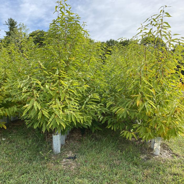 An orchard of 4 year old American Chestnut trees