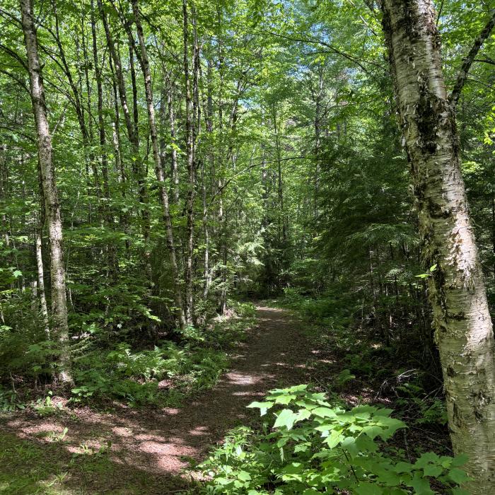 A path through the woods is lined by birch trees.