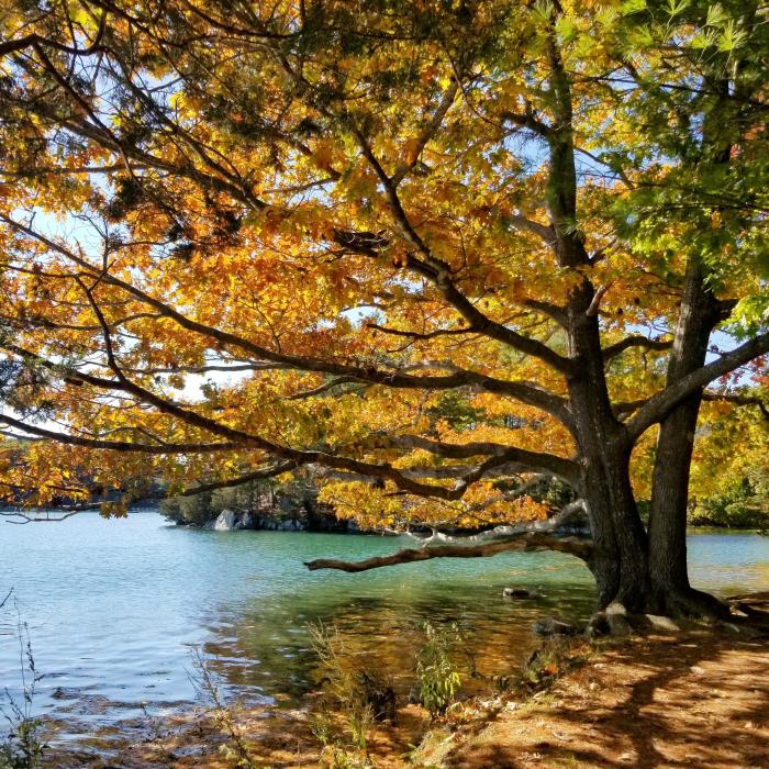 Red oak tree on Little Harbor Loop Trail