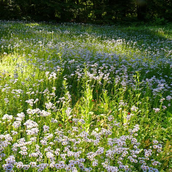 daisy flowers in open field