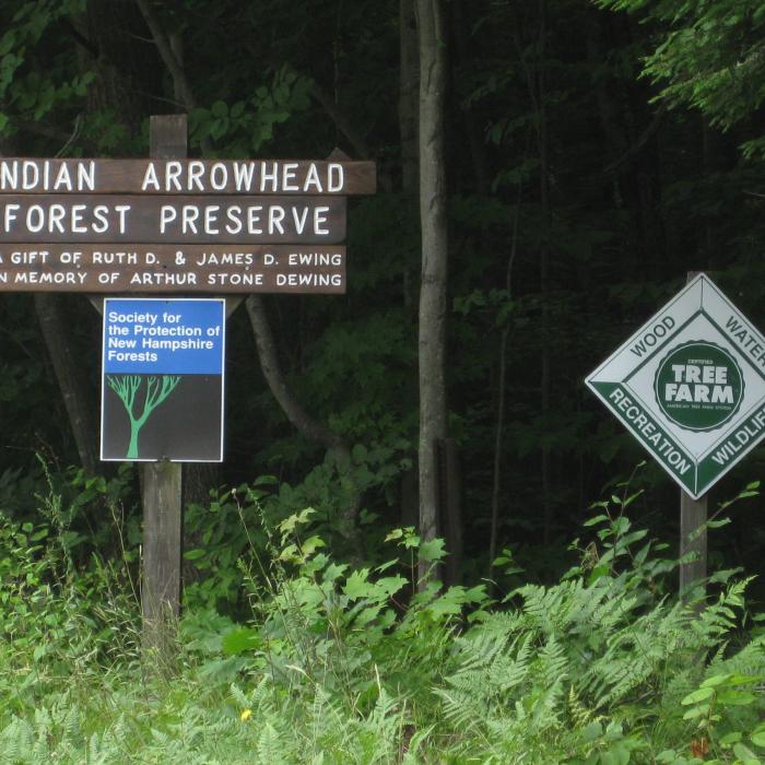 Indian Arrowhead