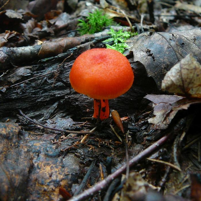An orange mushroom emerges from dead leaves.