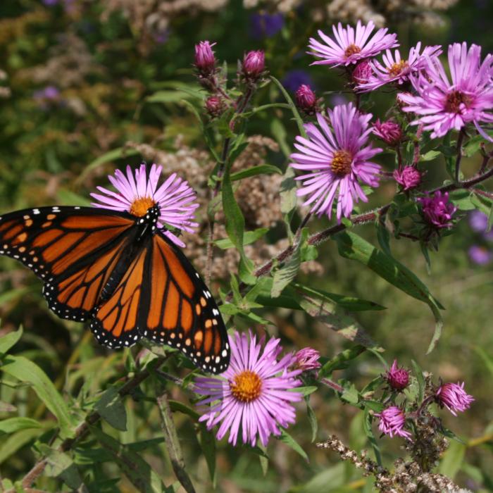 A butterfly pauses on a pink wildflower.