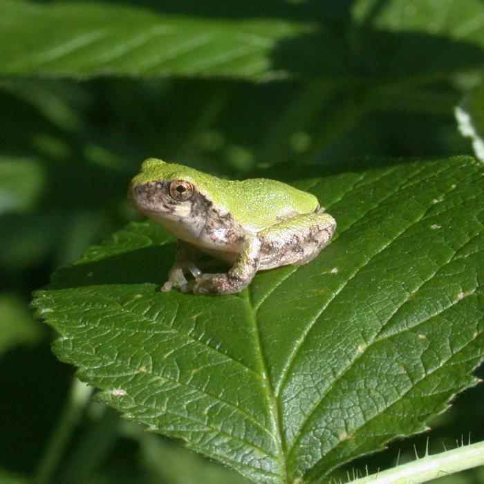 A green frog.