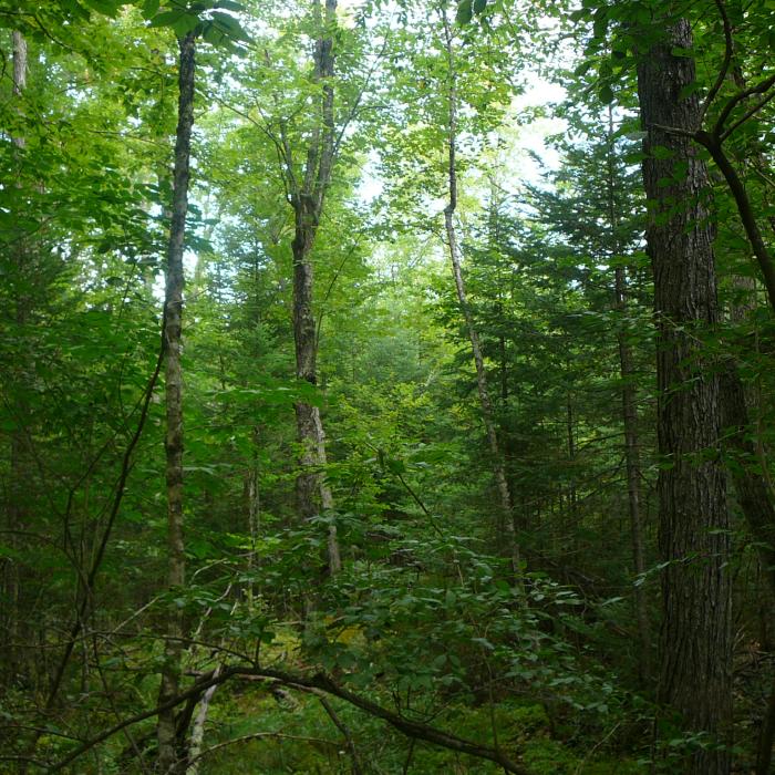dense New England forest vegetation