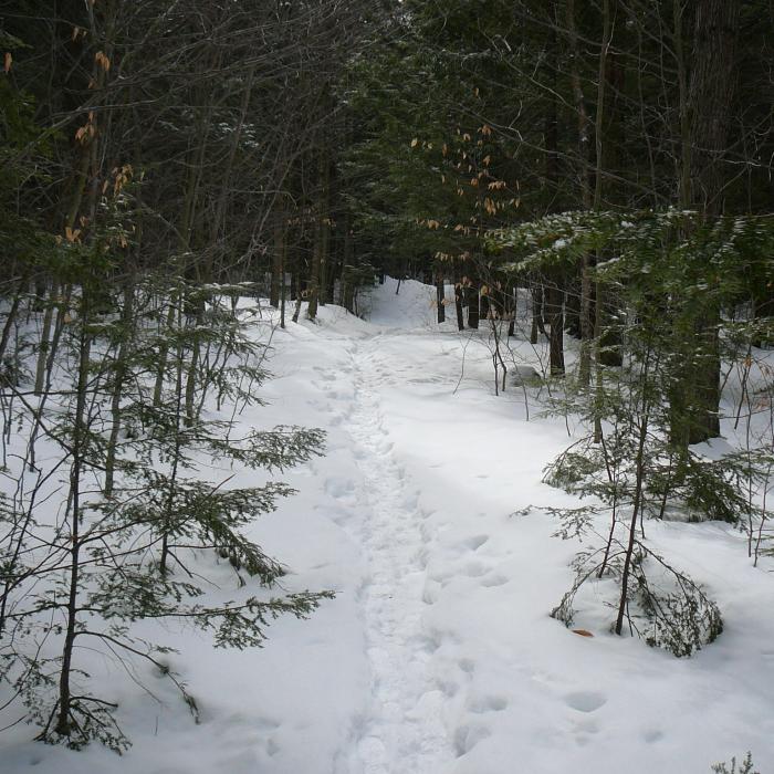Trail on Adams Forest