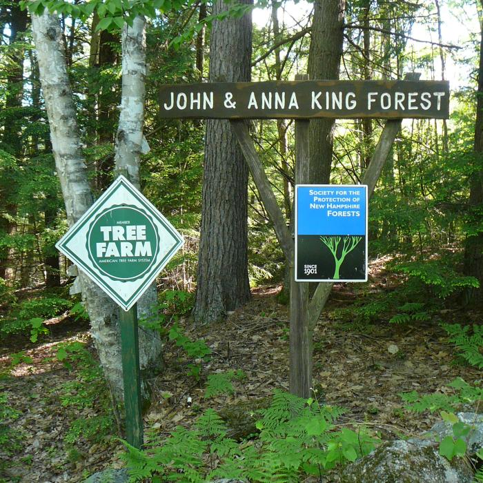 King Forest Sign