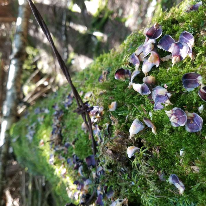 flower pedals on mossy log with barbed wire