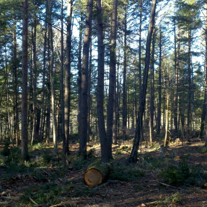 thinned white pine forest
