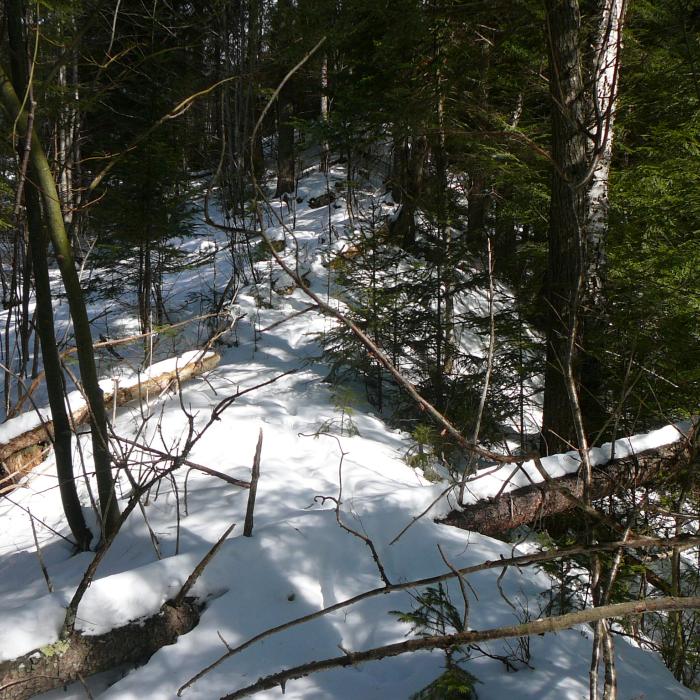 winter forest scene on top of prominent berm