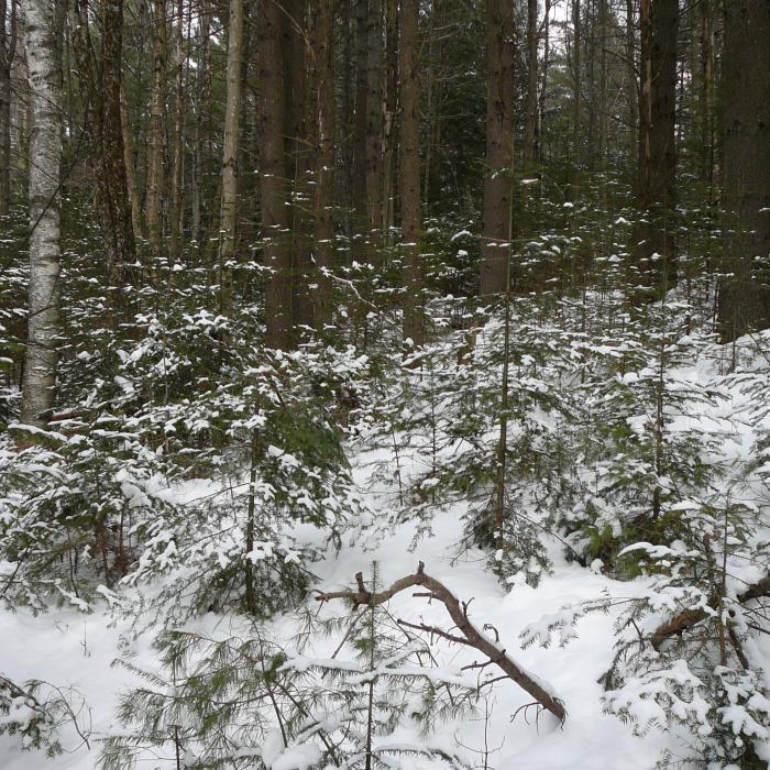 Fresh snow on regenerating softwood trees