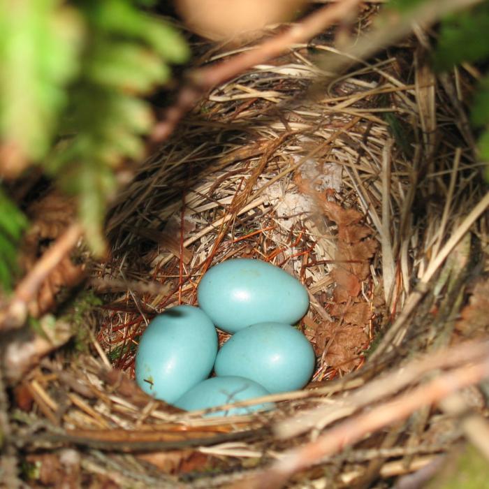 Blue robin's eggs in a nest.